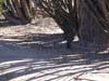 arizona705_casagrande06.jpg