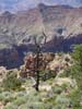 arizona705_grandcanyon15.jpg