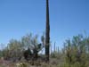 arizona705_saguaro03.jpg