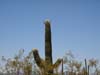 arizona705_saguaro07.jpg