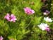 legion830_flowers01.jpg